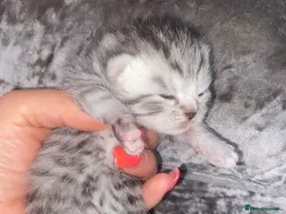 British Shorthair cats 6 x stunning silver British shorthair tabby’s - Advert 6