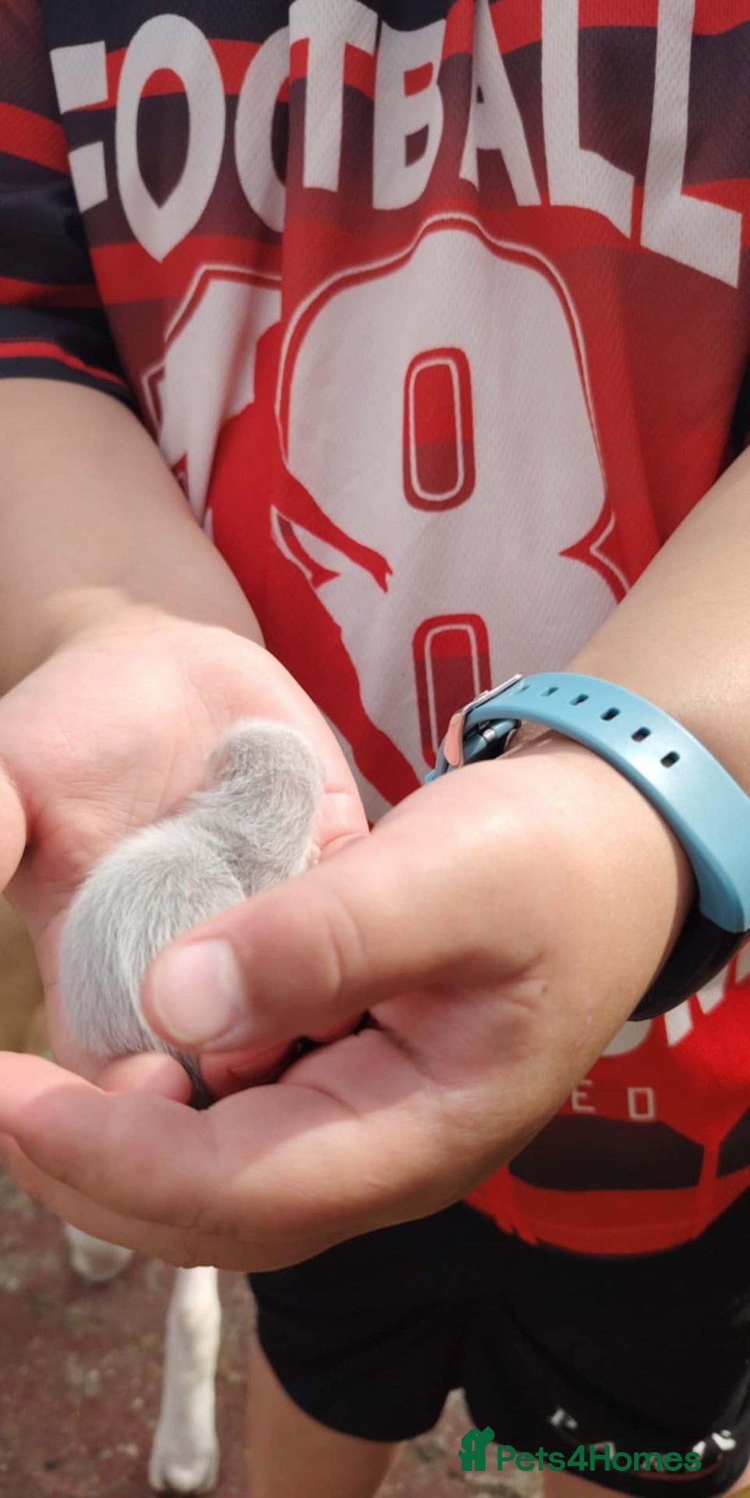 Ferret rodents for sale: Beautiful baby ferrits - Image 2