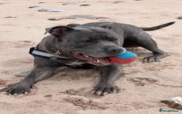 Staffordshire Bull Terrier dogs for sale: Bailey,nearly 5 years old SBT - Image 6