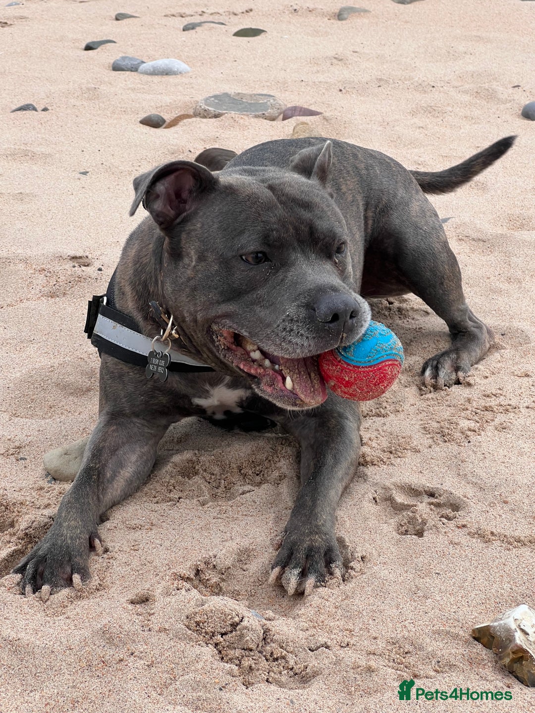 Staffordshire Bull Terrier dogs for sale: Bailey,nearly 5 years old SBT - Image 6