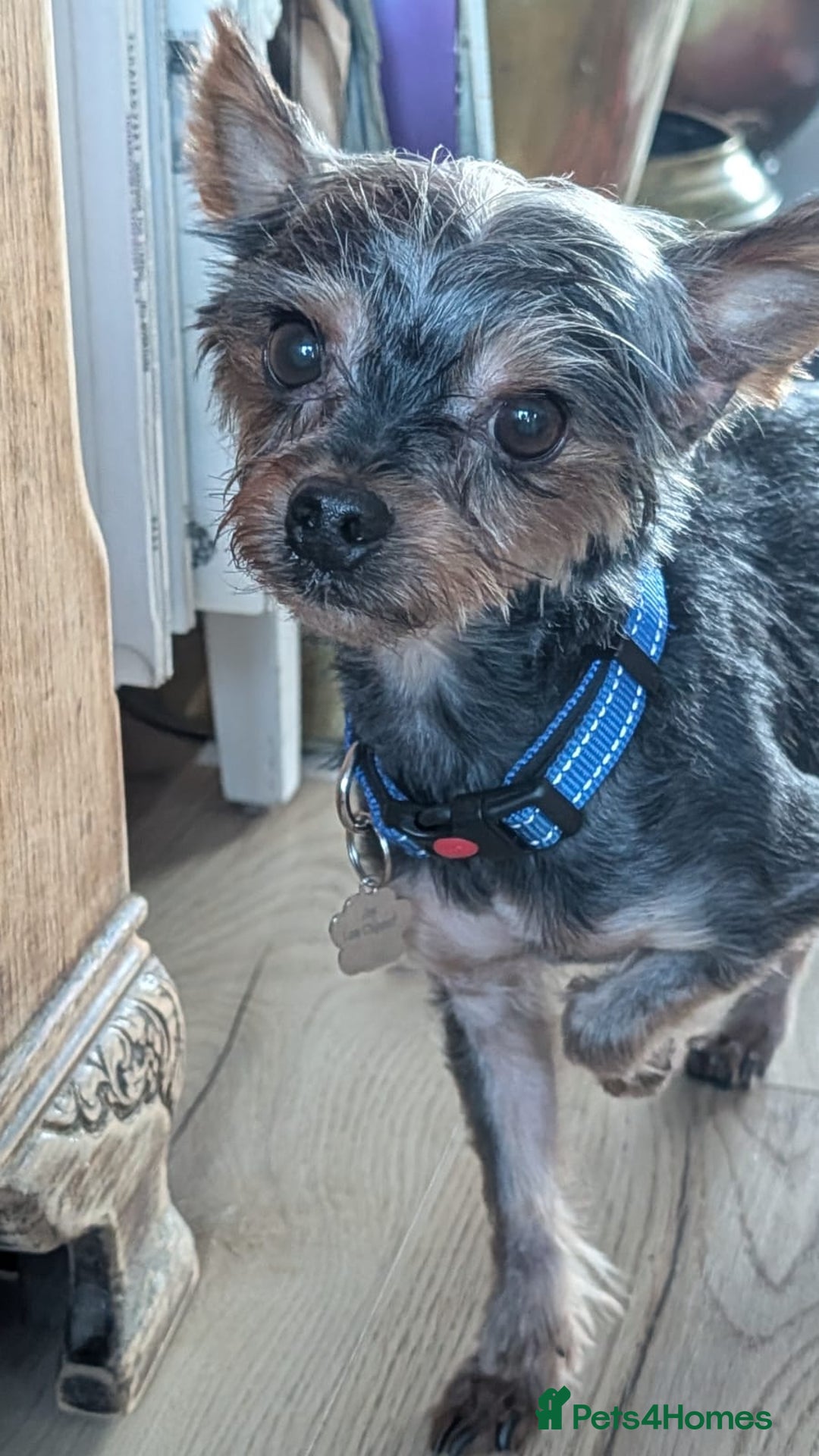 Yorkshire Terrier dogs for sale: Yorkshire terrier 6 years old - Advert 3