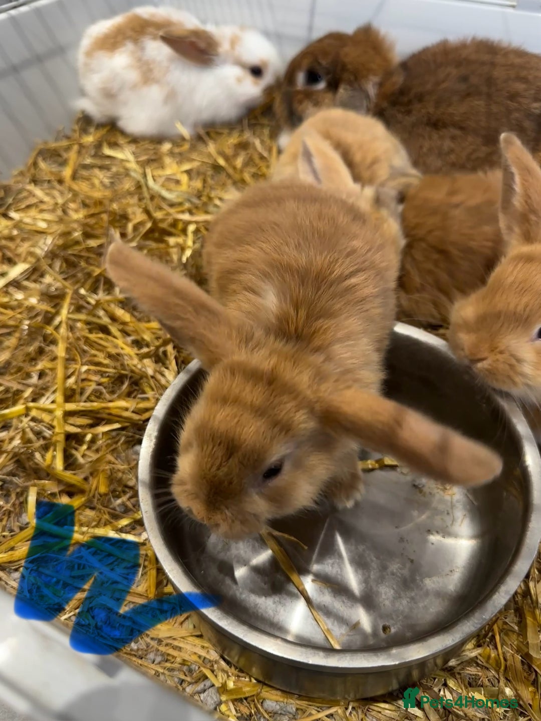 Mini Lop rabbits for sale: Mini lop babies for sale. Ready October 18th - Image 19