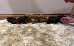 Cocker Spaniel dogs for sale: Pure bred, Cocker spaniels - Image 13