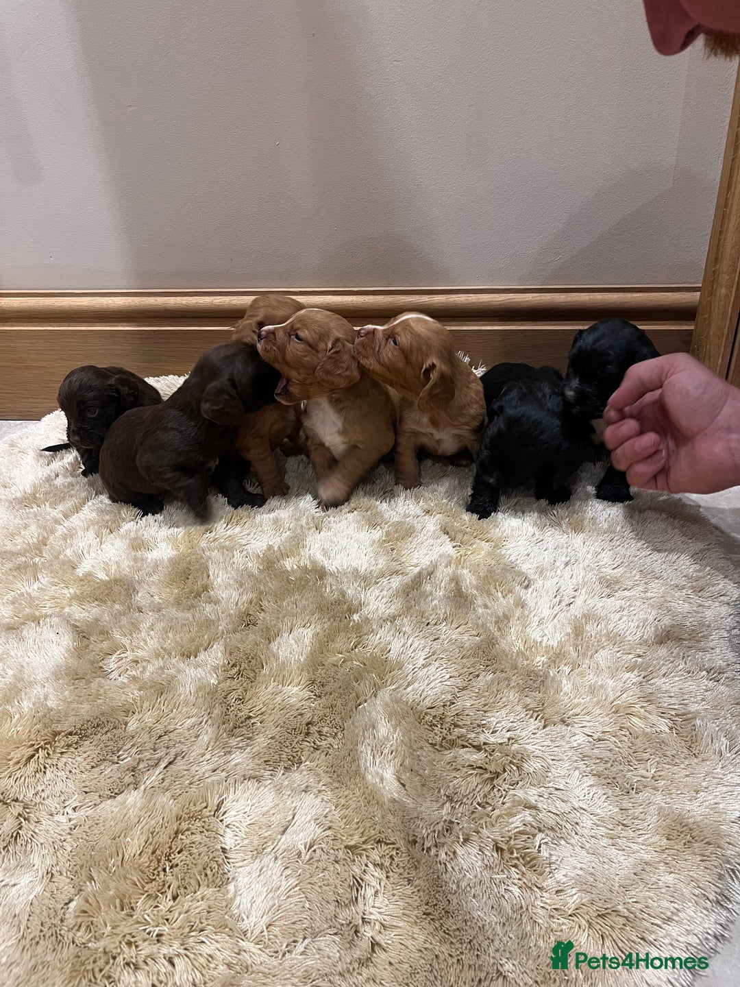 Cocker Spaniel dogs for sale: Pure bred, Cocker spaniels - Image 13