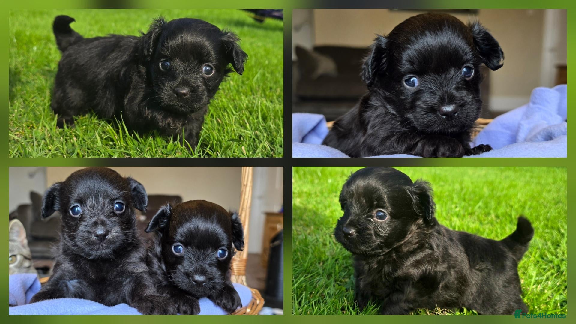 Chipoo dogs 🩵 Beautiful tiny toy chipoo boys 🩵 - Advert 6