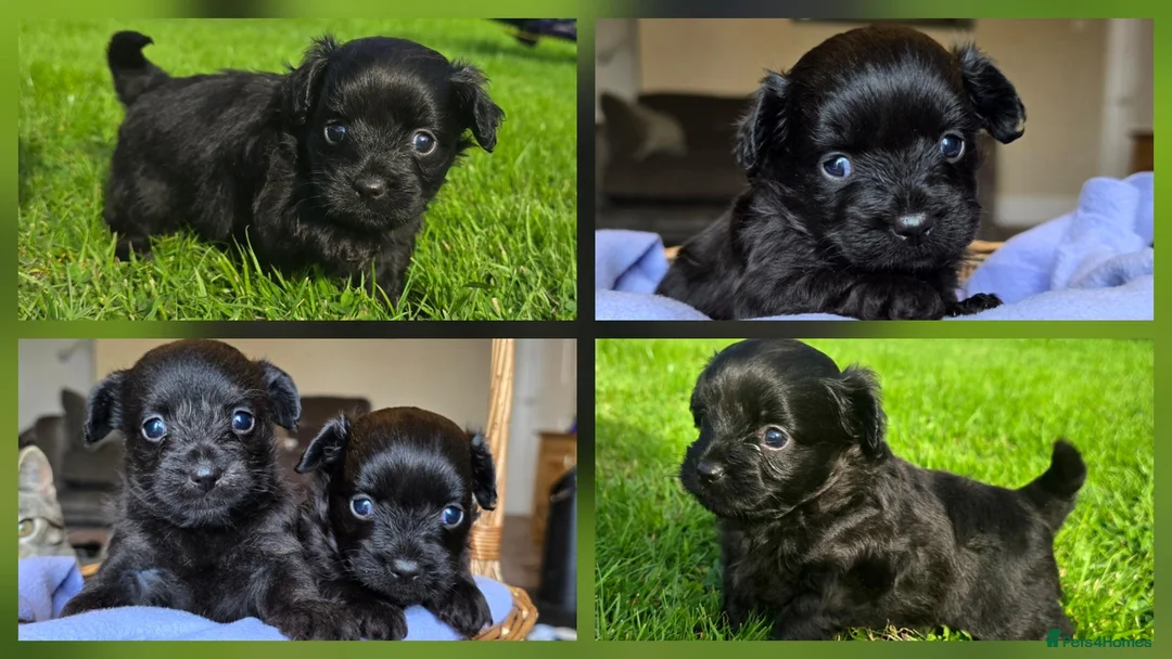 Chipoo dogs for sale: 🩵 Beautiful tiny toy chipoo boys 🩵 - Advert 1