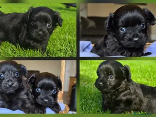 Chipoo dogs 🩵 Beautiful tiny toy chipoo boys 🩵 - Advert 6