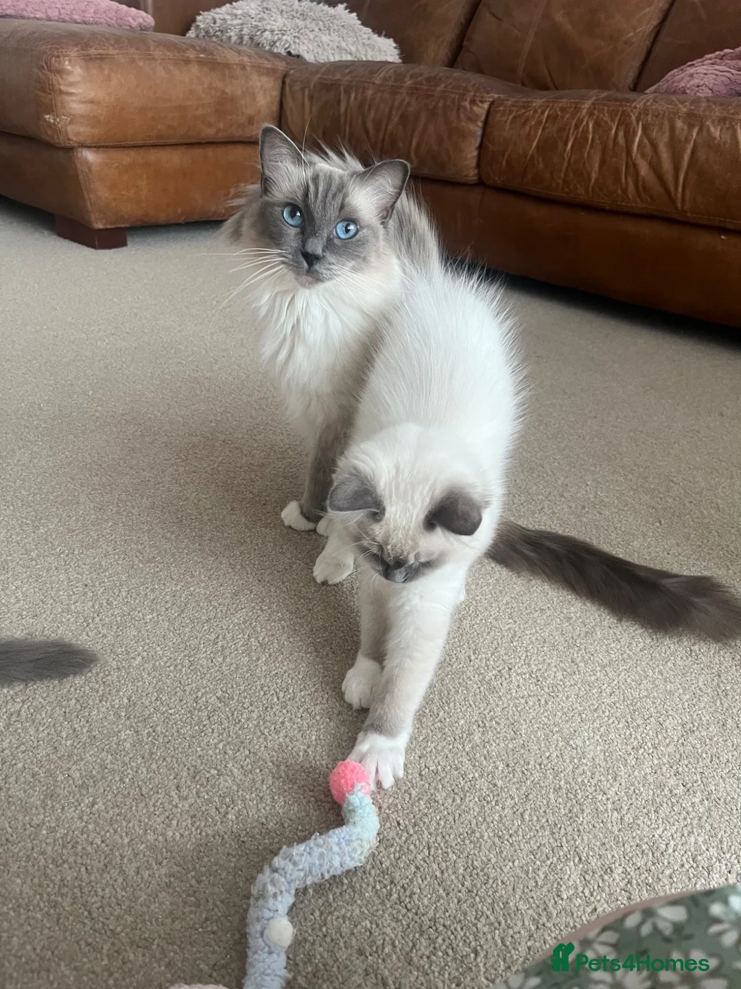 Ragdoll cats for sale: Ragdoll Kittens - Advert 10