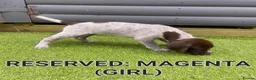 German Shorthaired Pointer dogs for sale: German shorthaired pointer puppies 5 weeks old in Swindon - Advert 11