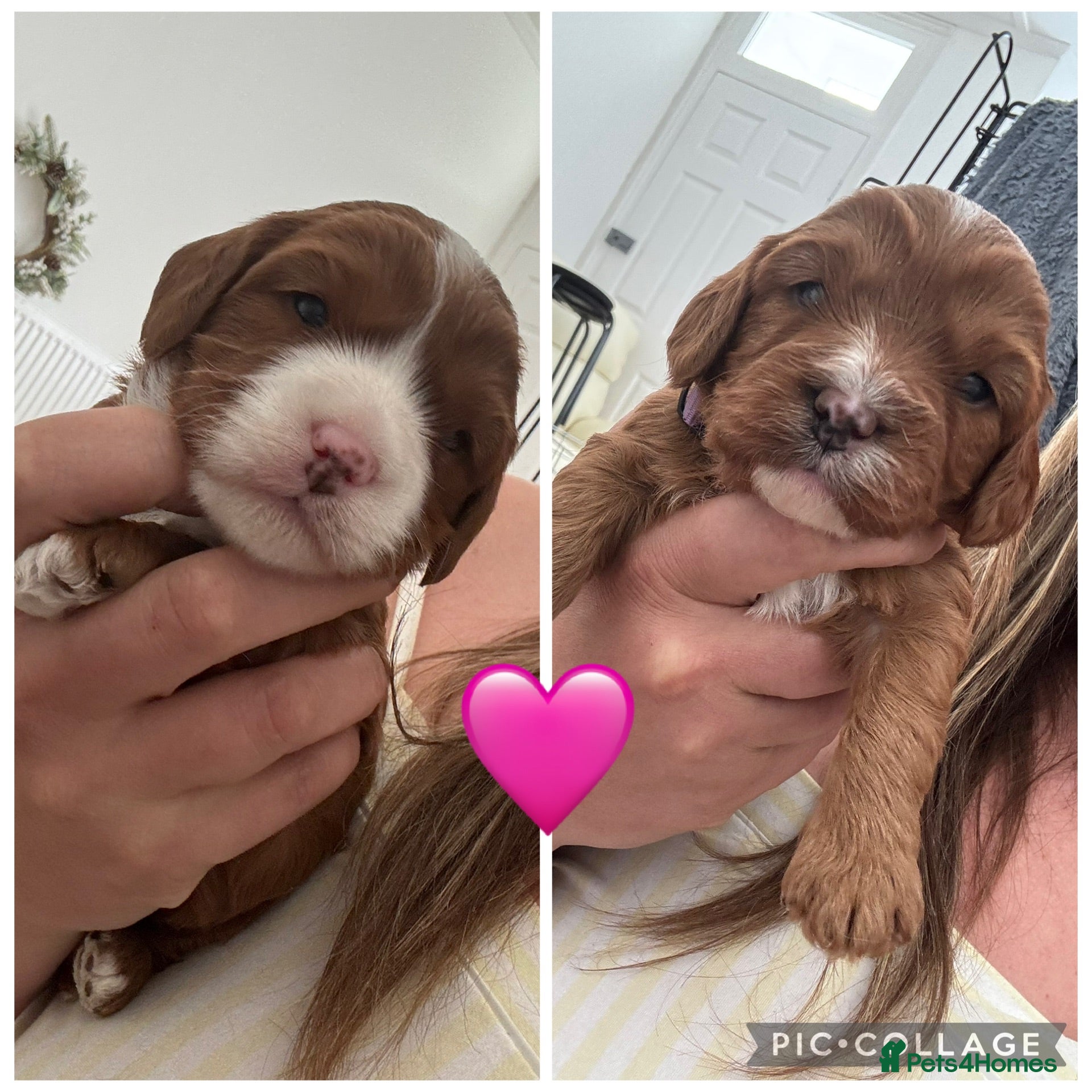 Cavapoo dogs ✨🩷 Beautiful Female F1 Cavapoos ✨🩷 - Advert 8