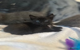 Ragdoll cats for sale: Ragdoll cross domestic shorthaired kittens  - Image 8