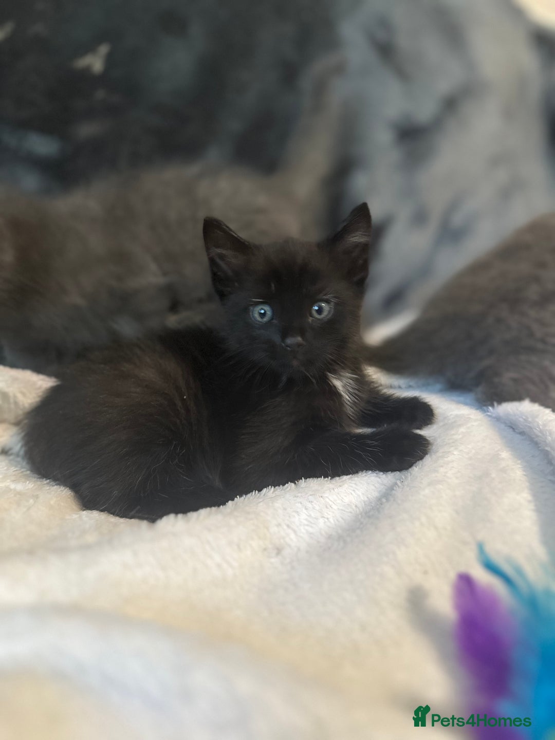 Ragdoll cats for sale: Ragdoll cross domestic shorthaired kittens  - Image 8