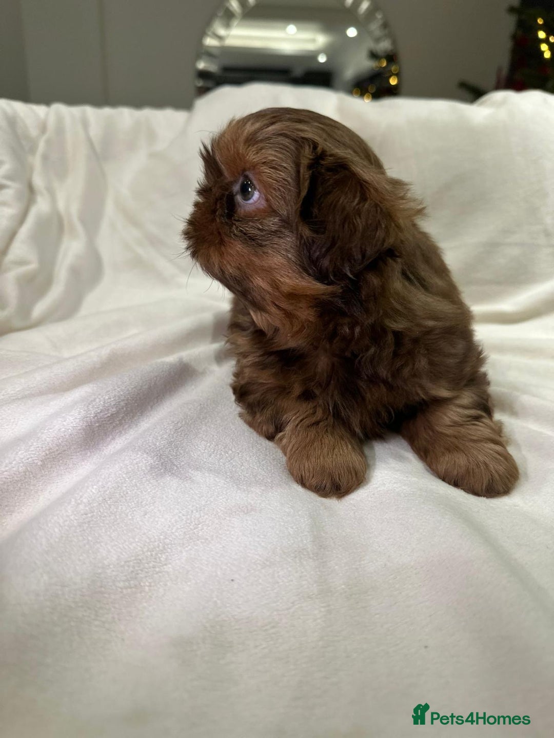 Shih Tzu dogs for sale: kC Imperial Shih tzu Ready now only 1 girl left  - Advert 29