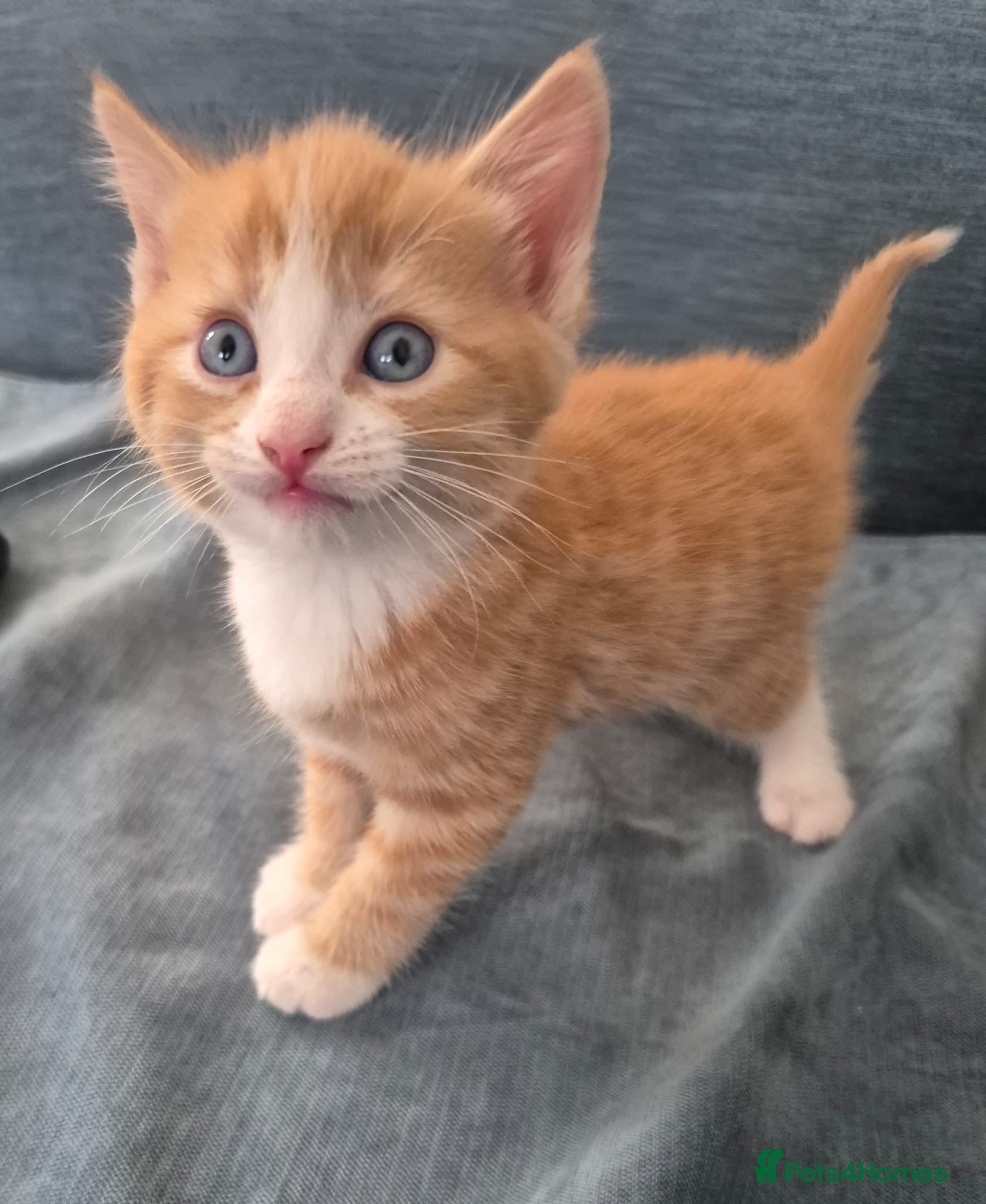 Mixed Breed cats Fluffy kittens  - Advert 7