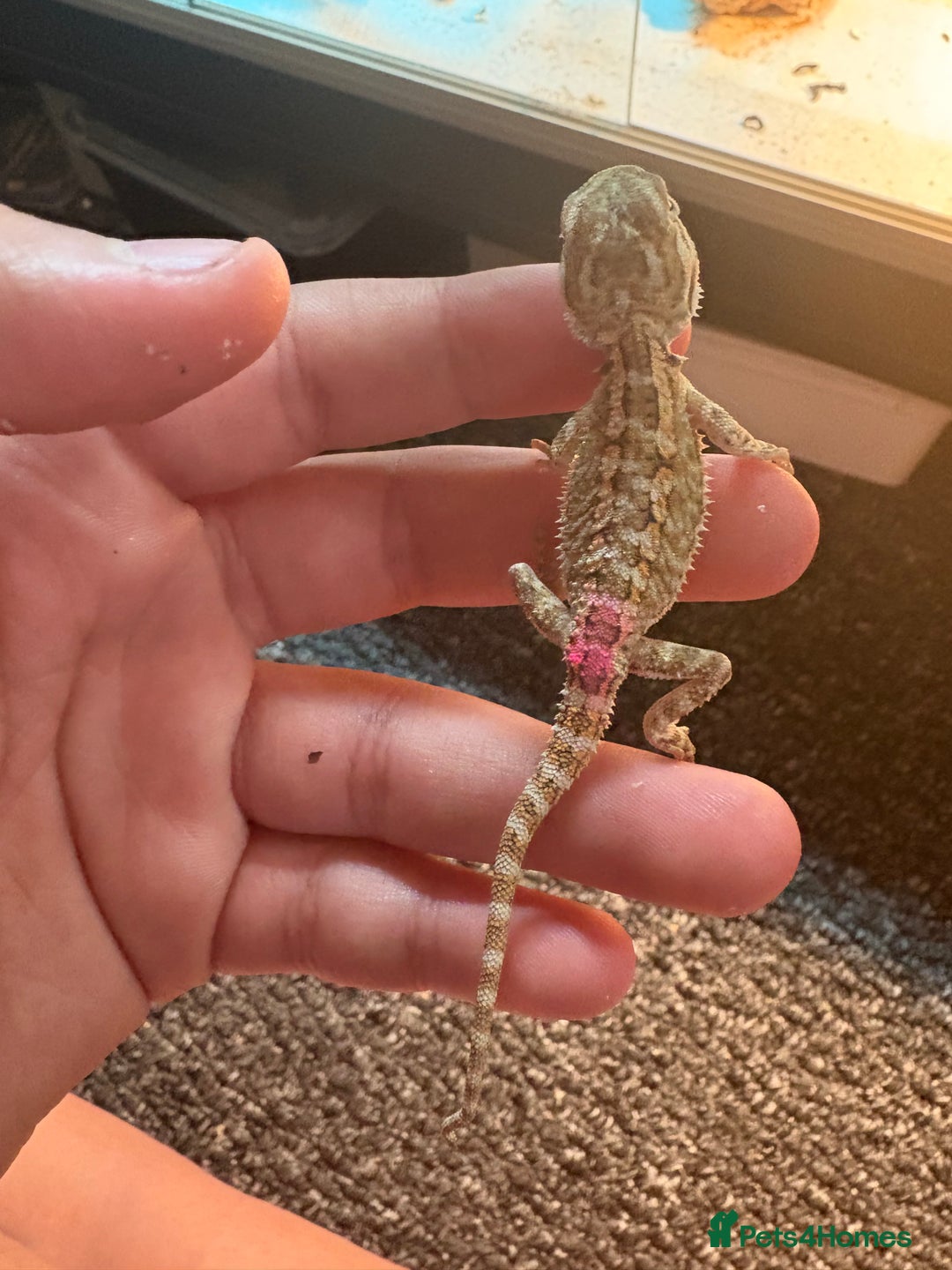 Dragon reptiles for sale: Viticans dragon - Image 11