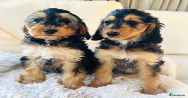 Cockapoo dogs 🔥Stunning F1 Cockapoo Puppies🔥 - Advert 3