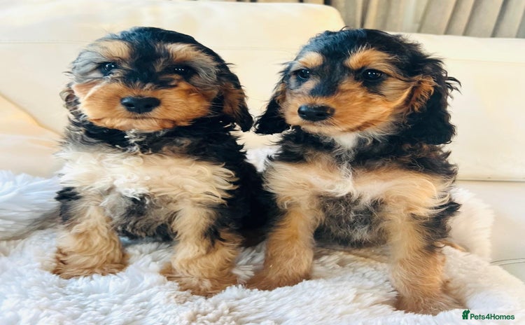 Cockapoo dogs 🔥Stunning F1 Cockapoo Puppies🔥 - Advert 9