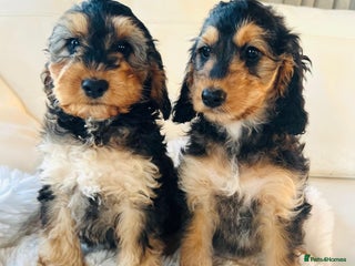Cockapoo dogs 🔥Stunning F1 Cockapoo Puppies🔥 - Advert 3