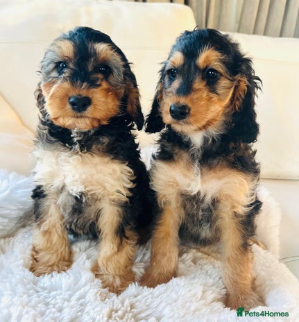 Cockapoo dogs 🔥Stunning F1 Cockapoo Puppies🔥 - Advert 1