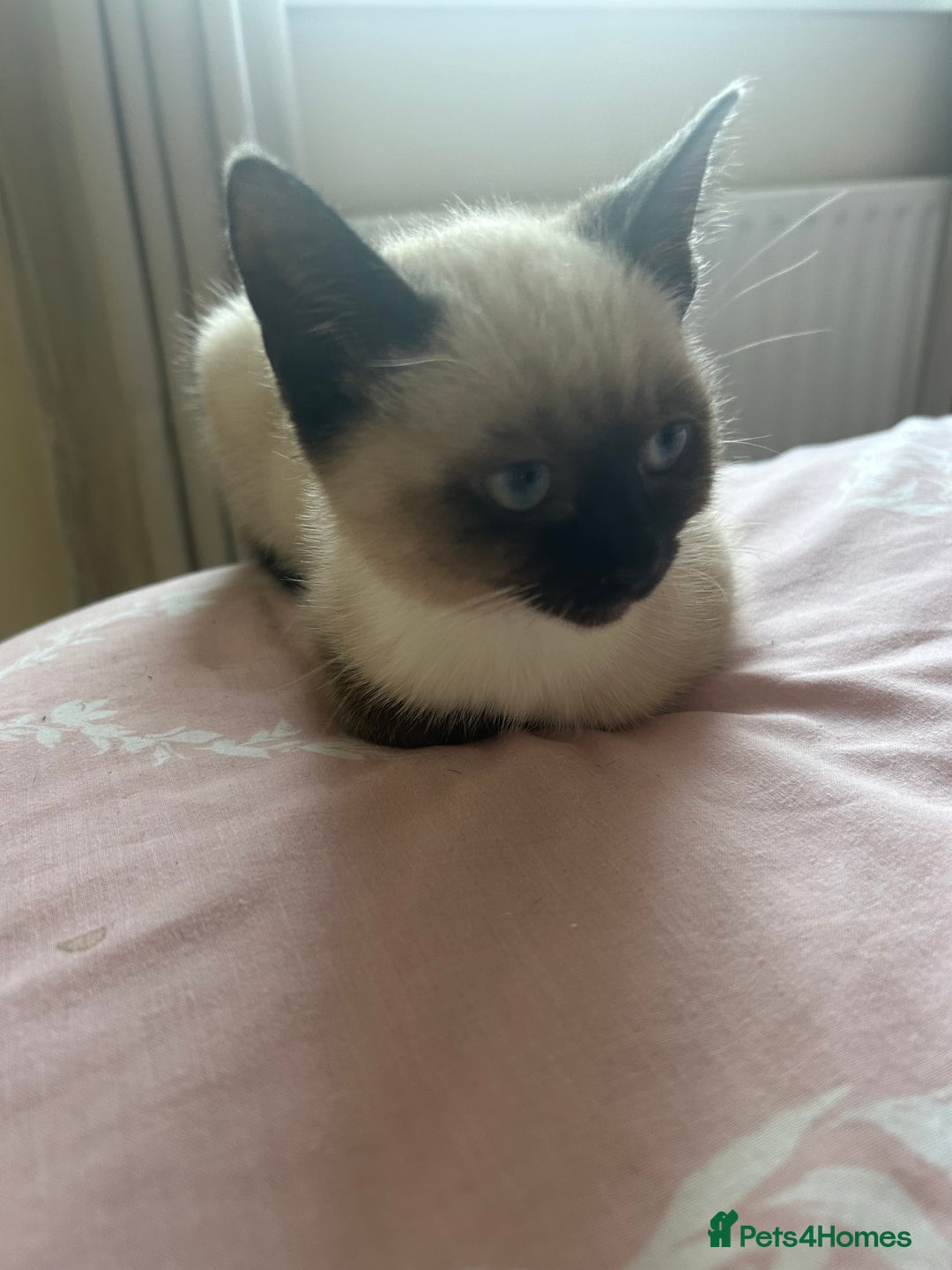 Siamese cats for sale: Siamese kitten12 weeks old  - Image 2