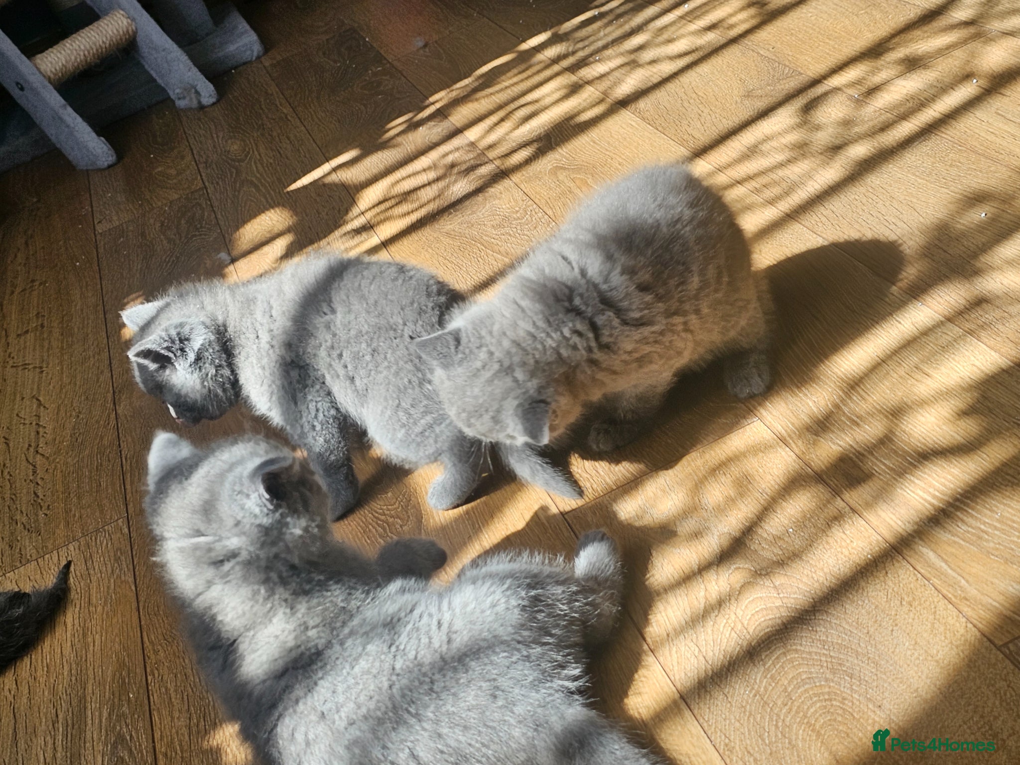 British Shorthair cats Simba - Advert 2