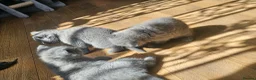 British Shorthair cats for sale: Simba - Advert 2