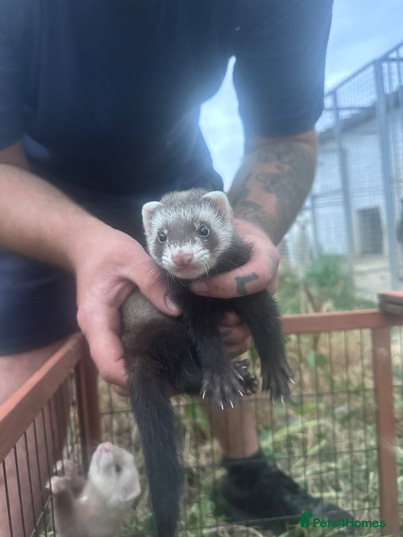Ferret rodents Hobbs for sale - Advert 2