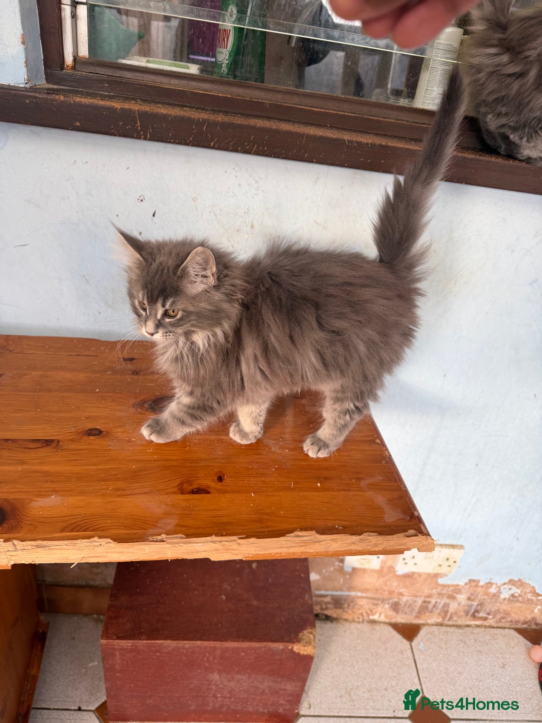 Maine Coon cats for sale: Maine Coon - Advert 33