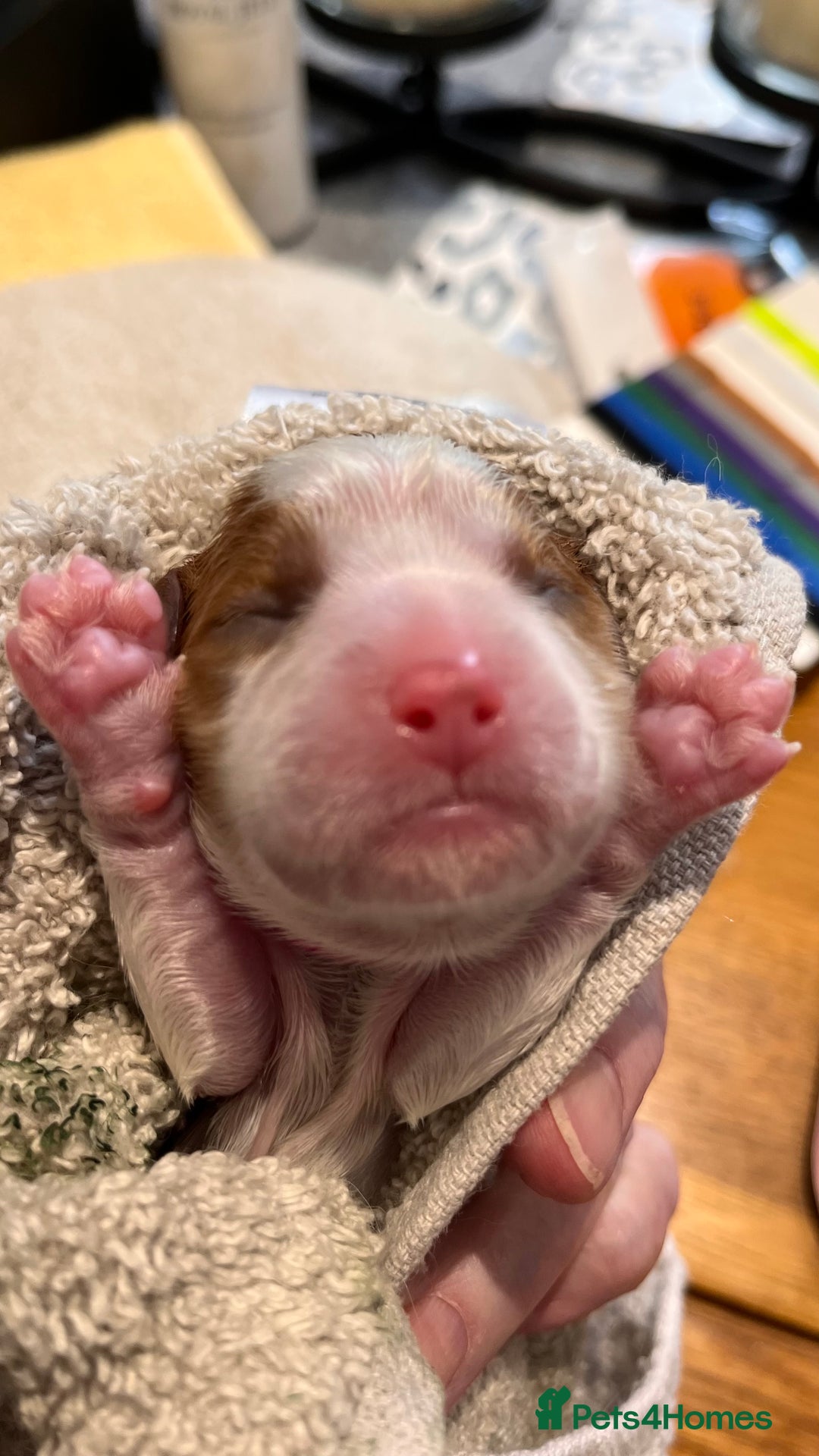 Cavalier King Charles Spaniel dogs for sale: Stunningly cute Cavalier King Charles Puppies  - Image 9