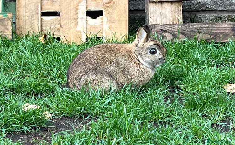 Netherland Dwarf rabbits - Advert 1