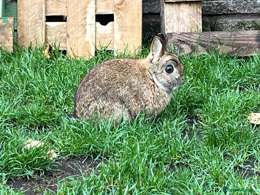Netherland Dwarf rabbits for sale: Netherland dwarf rabbit  - Image 1