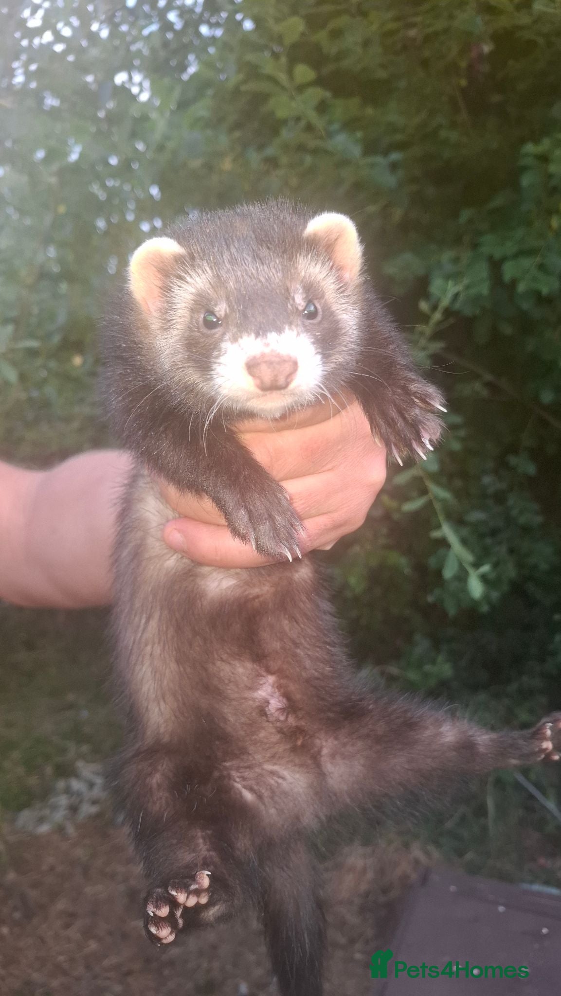 Ferret rodents Two Hobs for £40.  - Advert 5