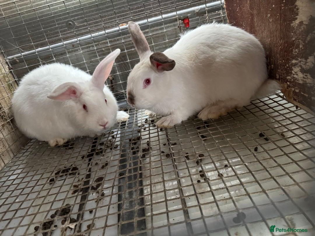 New Zealand rabbits for sale: NewZealand white and NewZealand cross Californian  - Image 5