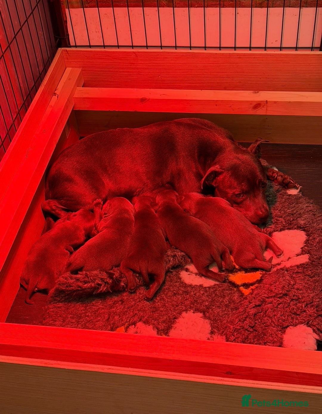 Staffordshire Bull Terrier dogs for sale: KC Registered/Health Tested Blue SBT Puppies - Advert 37