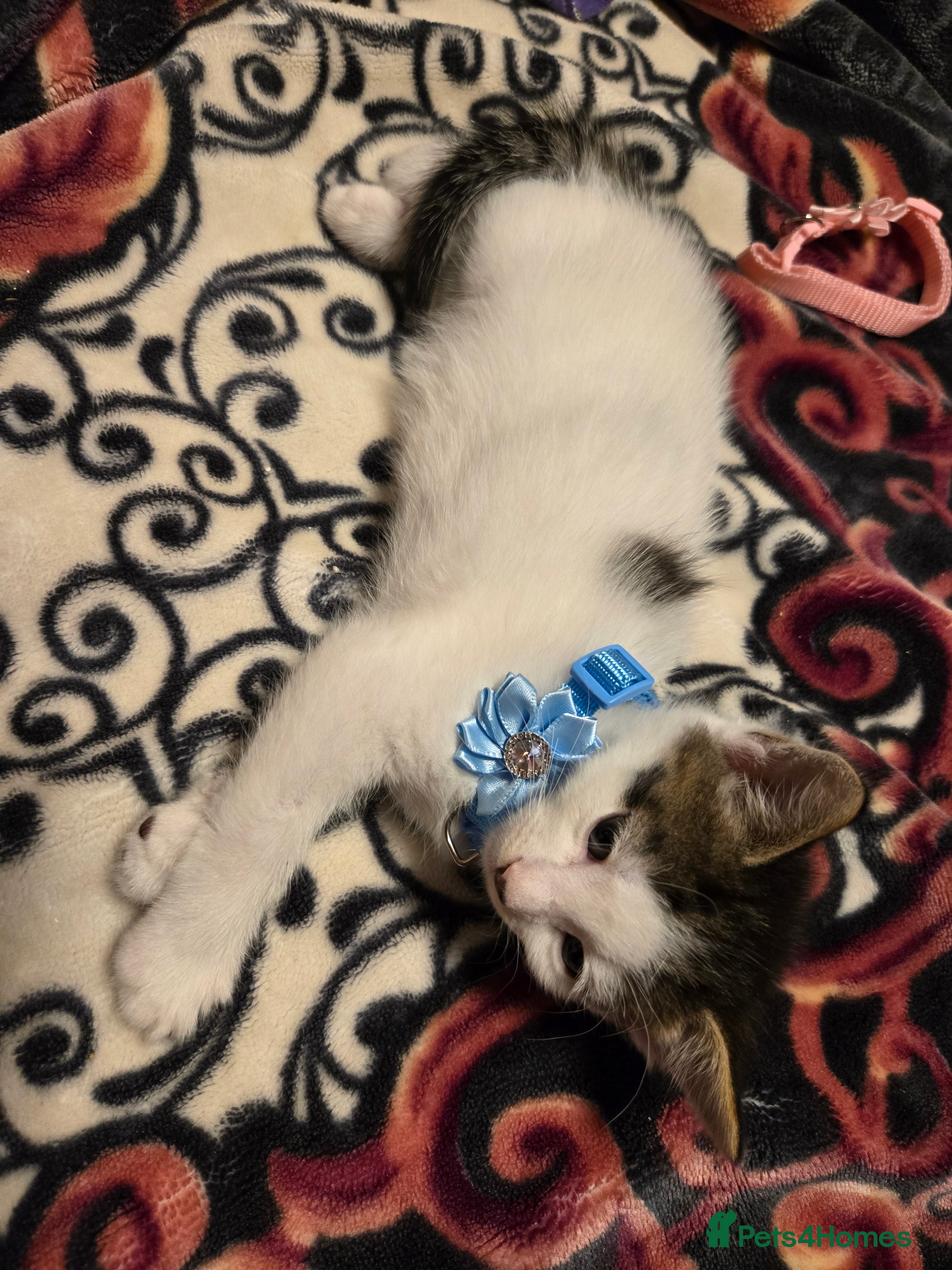 Mixed Breed cats Kittens Looking for Loving Homes  - Advert 15