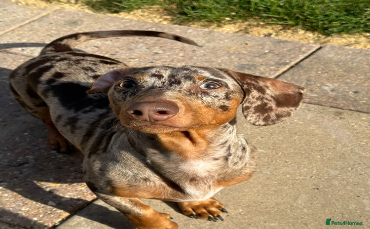 Miniature Dachshund dogs - Advert 2