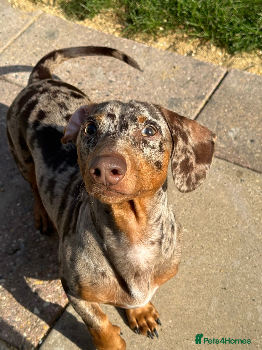 Miniature Dachshund dogs for sale: Miniature Chocolate Dapple Dachshund  - Image 1