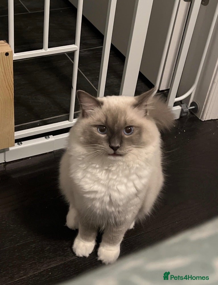 Ragdoll cats Pure Ragdoll kitten  - Advert 1