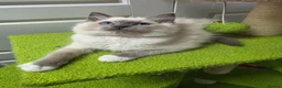 Ragdoll cats for sale: GCCF registered stunning girls available!  - Advert 13