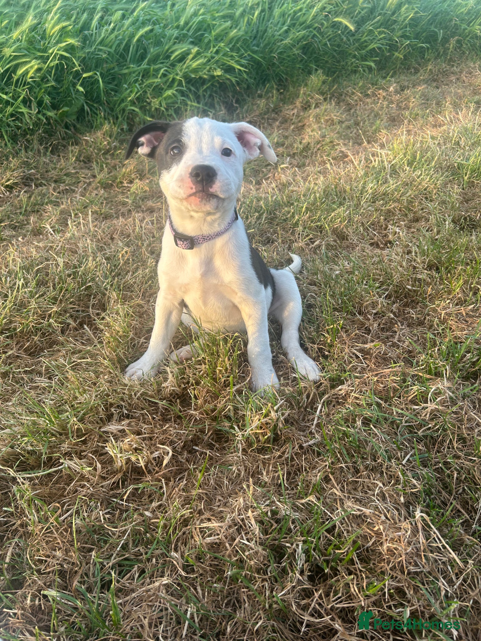 Mixed Breed Puppy 2