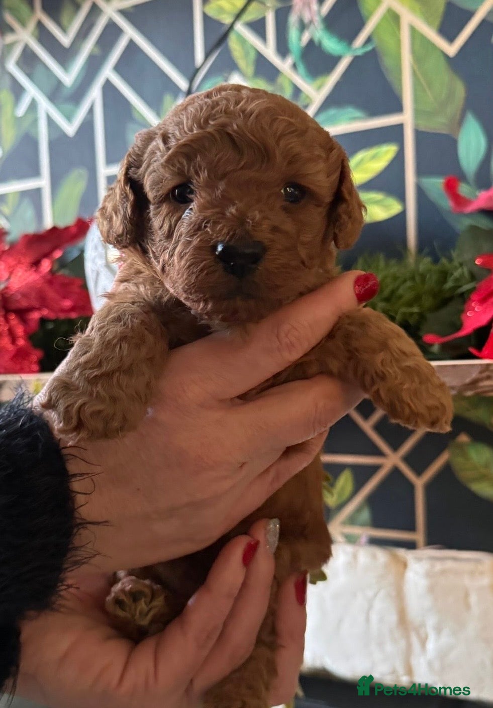 Doxiepoo dogs Stunning Doxipoo puppies  - Advert 1