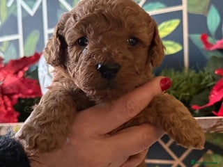 Doxiepoo dogs Stunning Doxipoo puppies - Advert 1