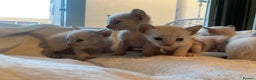 Tonkinese cats for sale: 5 Tonkinese kittens - Advert 8