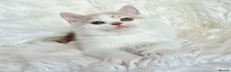 British Shorthair cats for sale: Stunning British shorthair kittens  - Advert 20