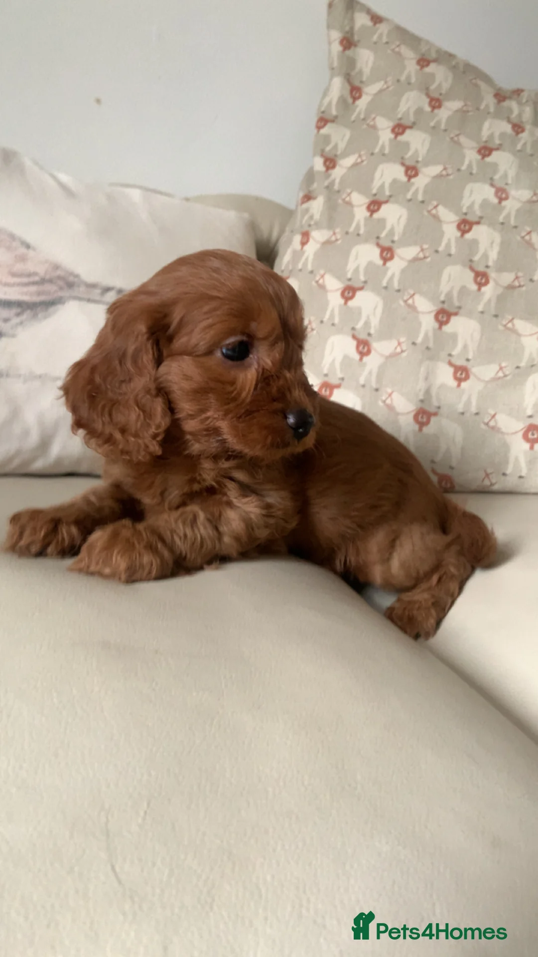 Cockapoo dogs for sale: F1 health tested Cockapoo puppies - Advert 2