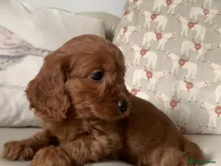 Cockapoo dogs F1 health tested Cockapoo puppies - Advert 16