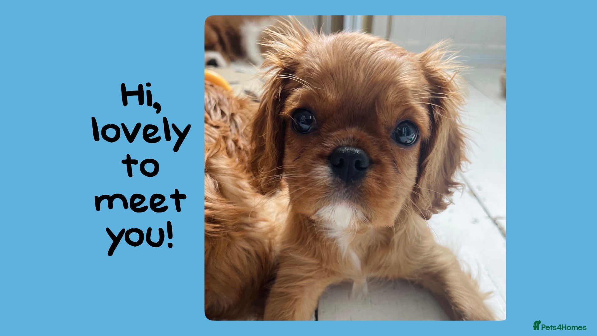 Cavalier King Charles Spaniel dogs Stunning TRAINED Cavalier King Charles Spaniel - Advert 15