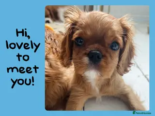 Cavalier King Charles Spaniel dogs Stunning TRAINED Cavalier King Charles Spaniel - Advert 17