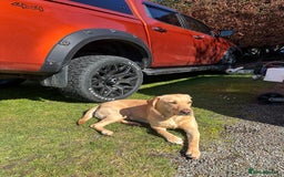 Labrador Retriever dogs for sale: Labrador 2 x boys left FTW Drakeshead Flycatcher   in Blackpool - Image 24