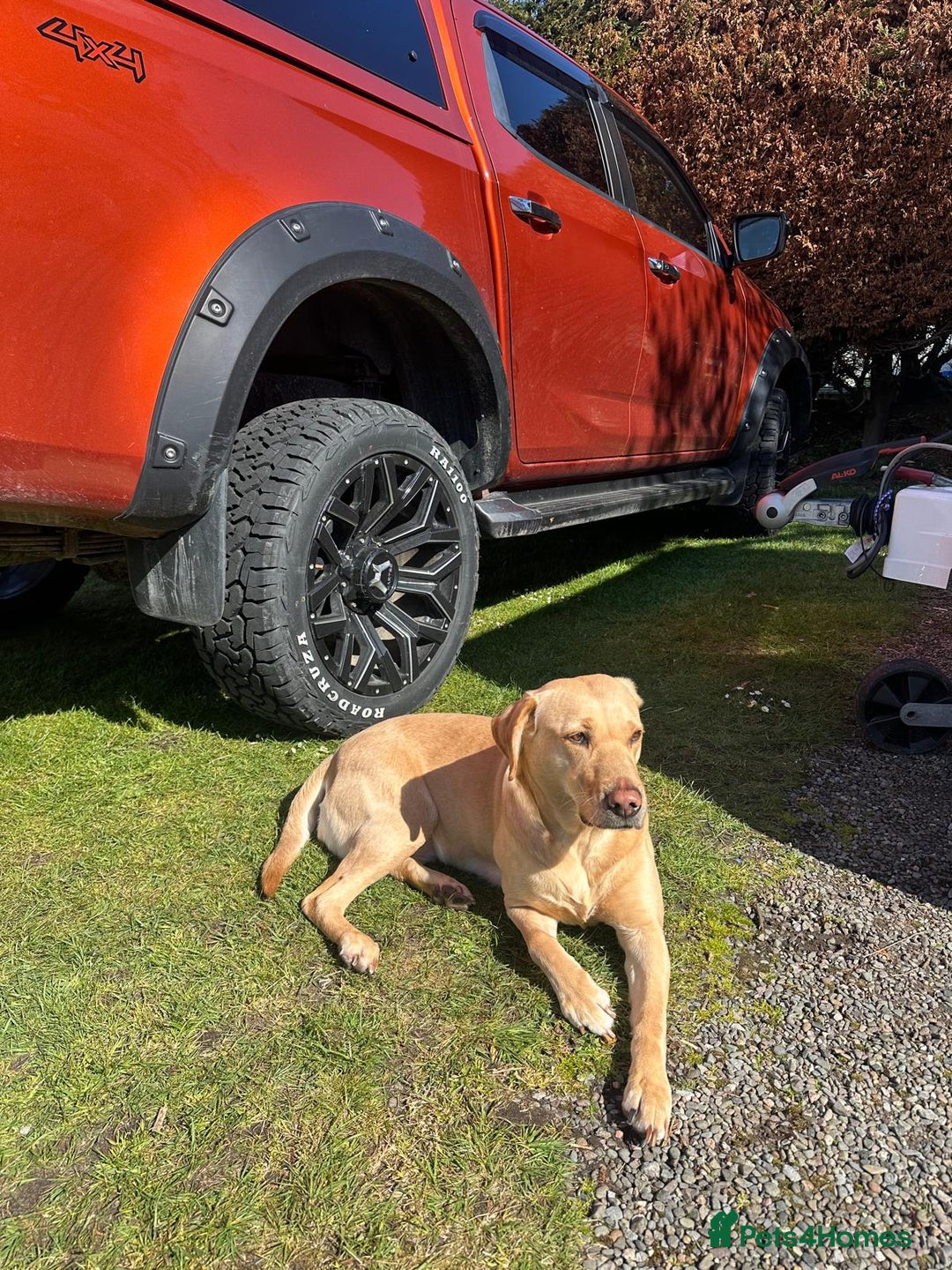 Labrador Retriever dogs for sale: Labrador 2 x boys left FTW Drakeshead Flycatcher   in Blackpool - Image 24
